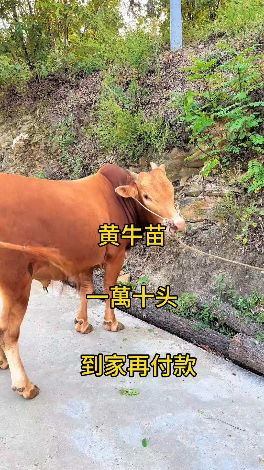 上海最新黄牛代办方法分析(最方便真实的上海黄牛代办网约车证方法)