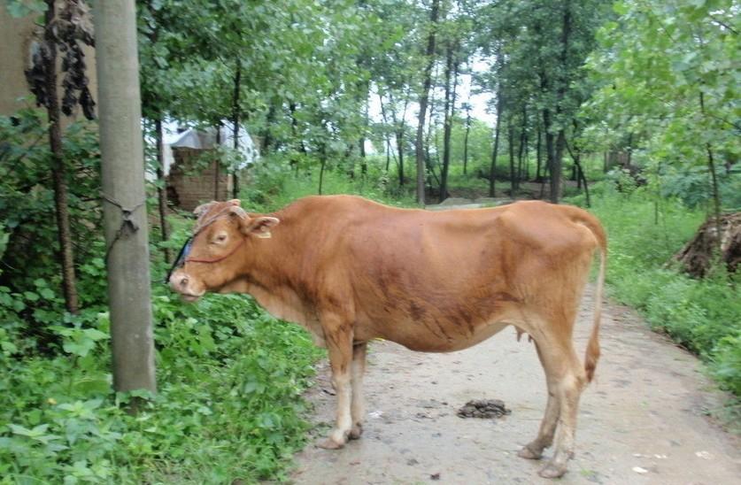 上海最新求一个套医保卡的黄牛是真的吗方法分析(最方便真实的上海求一个套医保卡的黄牛是真的吗还是假的方法)