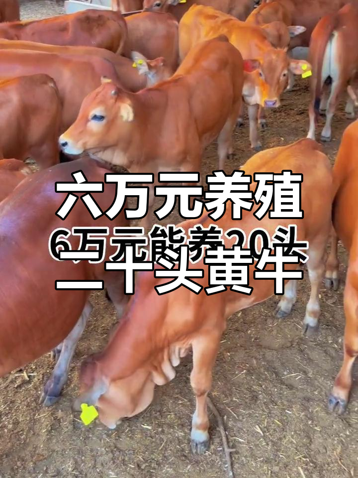 上海最新线上套医保的黄牛是真的吗方法分析(最方便真实的上海线上套医保的黄牛是真的吗能报销吗方法)